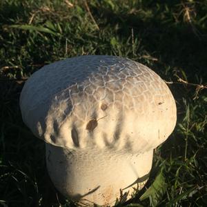 Giant Puffball