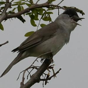 Blackcap