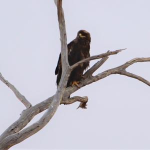 Wahlberg's Eagle