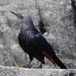 African Thrush