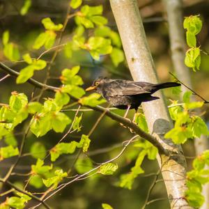 Eurasian Blackbird