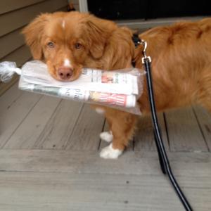 Retriever (Nova Scotia Duck Tolling)