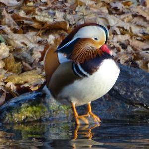 Mandarin Duck