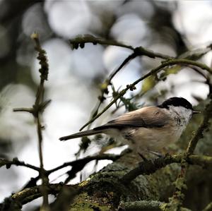 Marsh Tit