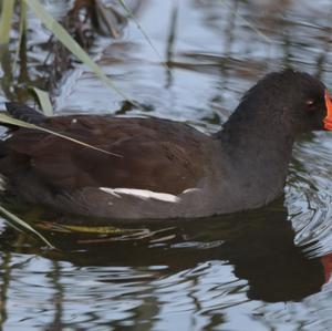 Common Moorhen