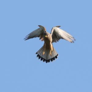 Common Kestrel