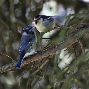 Blue Tit