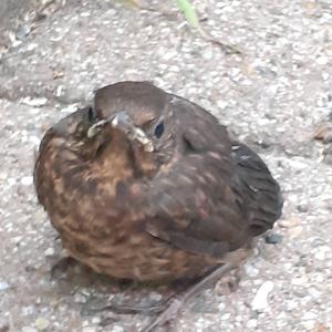 Eurasian Blackbird