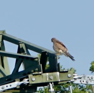 Common Kestrel