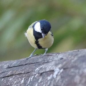 Great Tit