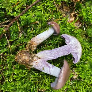 Wood Blewit