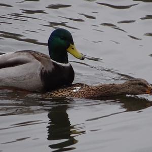 Mallard