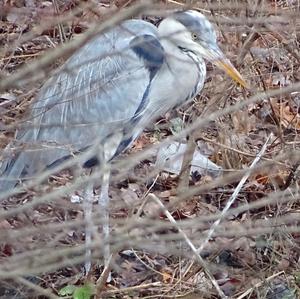 Grey Heron