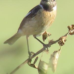 European stonechat