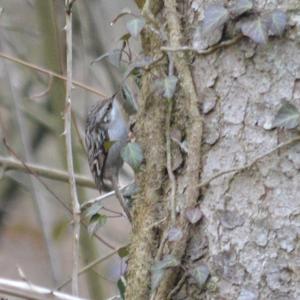 Eurasian Treecreeper