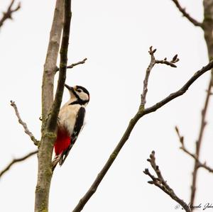 Great Spotted Woodpecker