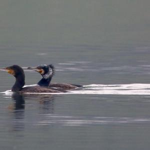 Great Cormorant