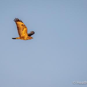 Western Marsh-harrier