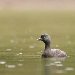 Least Grebe