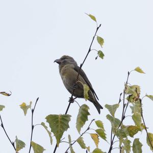 Red Crossbill