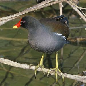 Common Moorhen