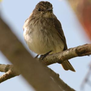 Spotted Flycatcher