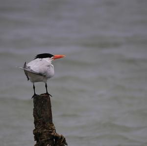 Caspian Tern