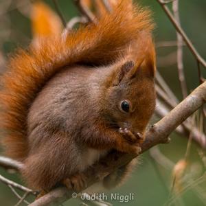 Eurasian Red Squirrel