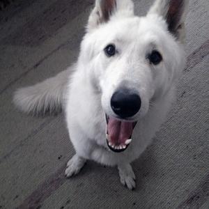 Berger Blanc Suisse