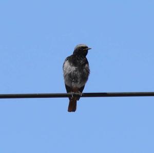 Black Redstart