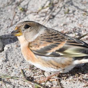 Brambling