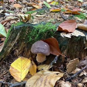 Bay Bolete