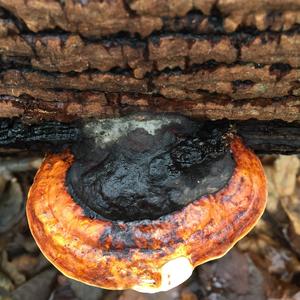 Red-belted Polypore