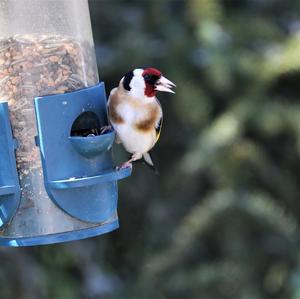 European Goldfinch