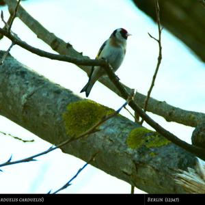 European Goldfinch