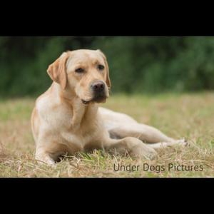 Retriever (Labrador)