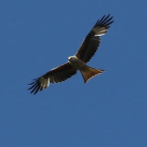 Black Kite