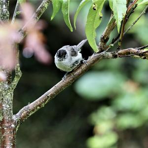 Blackcap