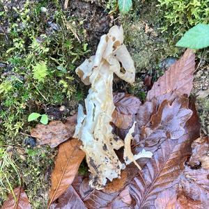 Fluted White Helvella