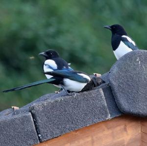 Black-billed Magpie