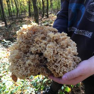 Eastern Cauliflower Mushroom