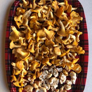 Chanterelle, Common