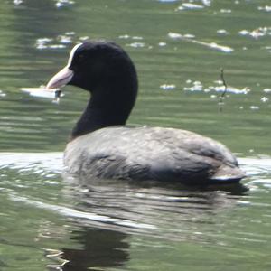 Common Coot