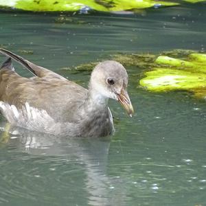 Common Moorhen