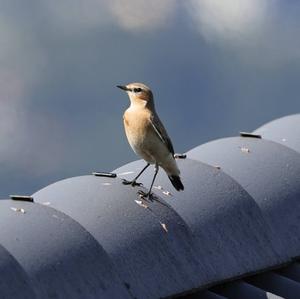 Northern Wheatear