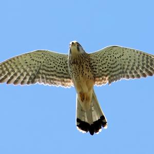 Common Kestrel