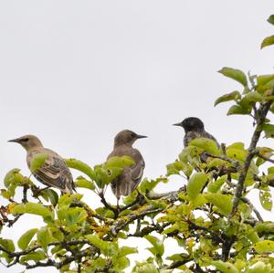 Common Starling