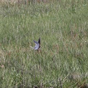 Common Redshank