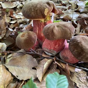 Dotted-stem Bolete