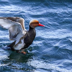 Red-crested Pochard